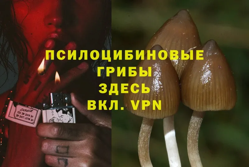 Галлюциногенные грибы Psilocybine cubensis  наркота  Майкоп 